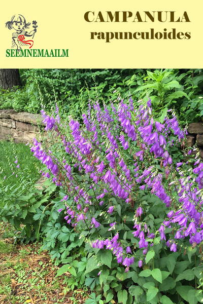 Creeping bellflower (rampion bellflower)